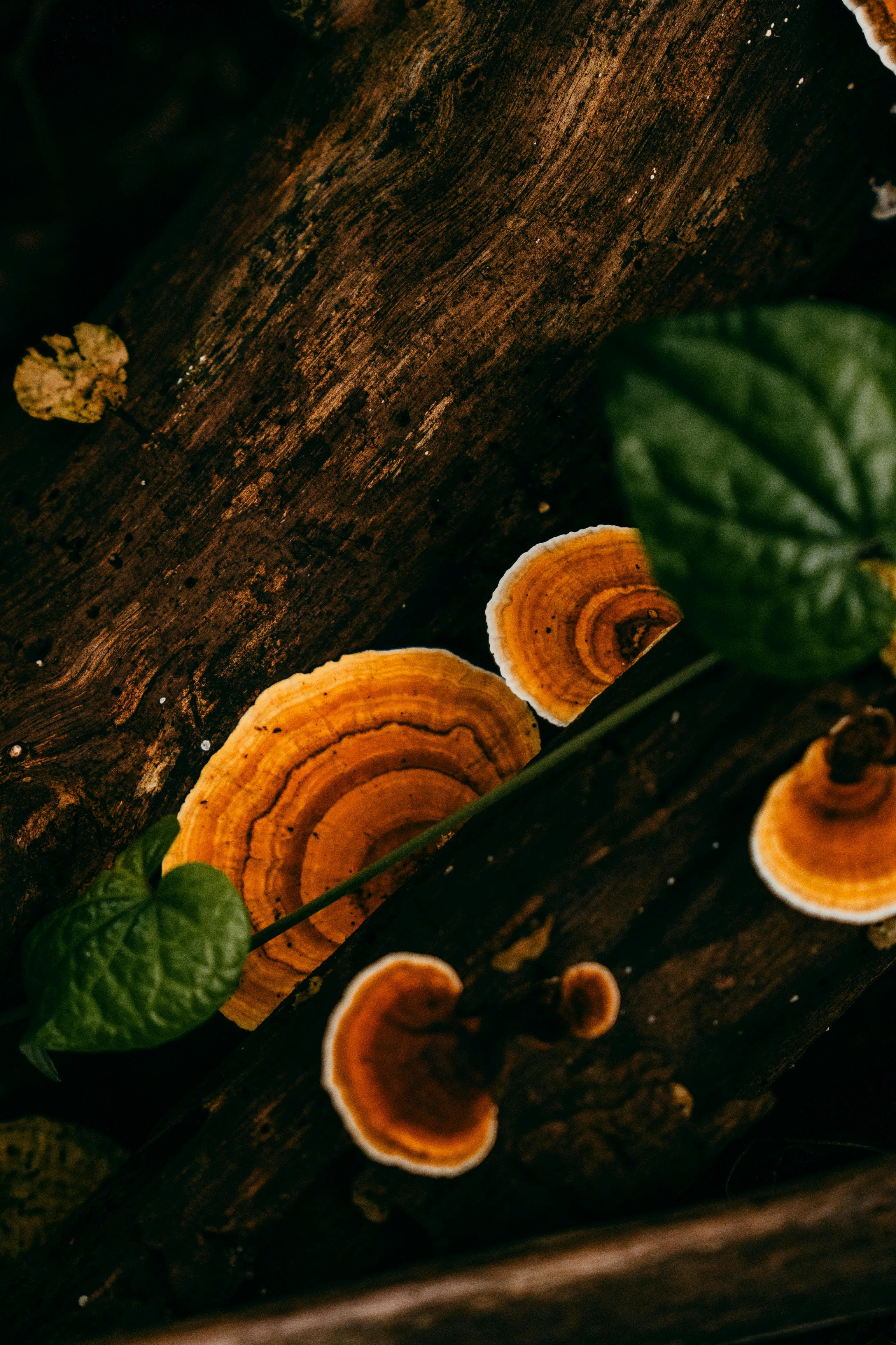 Reishi Mushroom Benefits: Immune Support Guide article cover image